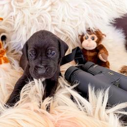 Charlie - Black female Great Dane puppy in Climax, Michigan from Beaver Creek Danes