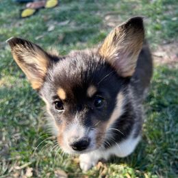 Pink Collar Girl 1 - Black and tan Pembroke Welsh Corgi puppy in Redding, California from Muletown Corgis