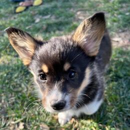 Pink Collar Girl 1 - Black and tan Pembroke Welsh Corgi puppy in Redding, California from Muletown Corgis