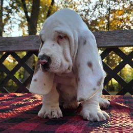 Nash 2670.00 - Lemon and white male Basset Hound puppy in Denison, Texas from Emma Lou's Baby Bassets