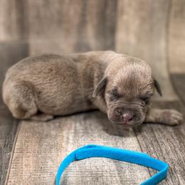 Carolina Blue - Gray and fawn male Cane Corso puppy in Catawba, North Carolina from Catawba Cane Corso