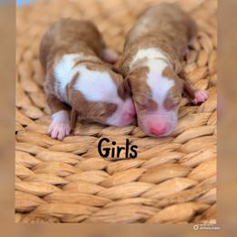 Girl 2 - Red  female Goldendoodle puppy in Glendale, Arizona from Follow Your Bliss Doodles