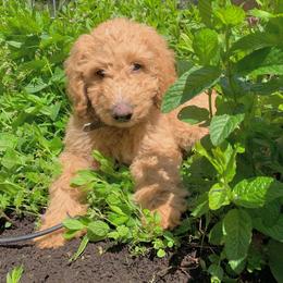 Goldendoodle Puppies from Lundee Doodles