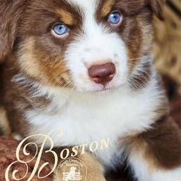 Boston - Red tri male Miniature Australian Shepherd puppy in Ennis, Texas from God’s Little Aussies