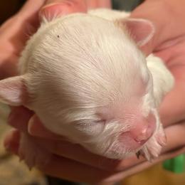 Joanie(Happy Days) - Cream and white female Chihuahua puppy in Amelia, Virginia from Pannell’s Precious Pups