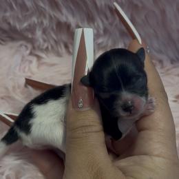 Juliet - Black parti female Pomeranian puppy in Wagoner, Oklahoma from Cascade Pomeranians