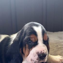 Micky - Black brown and white male Basset Hound puppy in Manton, Michigan from BeckysBassets