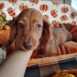 Kruger - Dapple male Dachshund puppy in Hudson, Michigan from Mittentail Kennel Miniature Dachshunds & Australian Shepherds