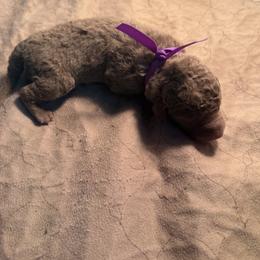 Purple female - Brown female Chesapeake Bay Retriever puppy in Houston, Texas from Monarch Chesapeakes
