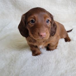 Dachshund Puppies from Mason Dixon Doxies