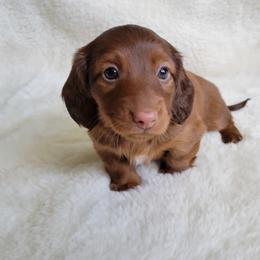 Dachshund Puppies from Mason Dixon Doxies