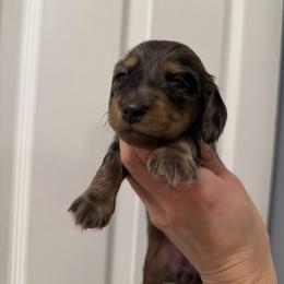 Phoebe - Dapple female Dachshund puppy in Miami, Florida from Teenie Bikini Weenies
