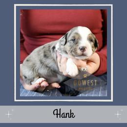 Hank - Blue merle male Aussiedoodle puppy in Salem, Utah from Go West Mini Aussies