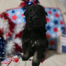 Girl 4 - Bi-color female German Shepherd puppy in Leon, West Virginia from Heart2Heart Kennels