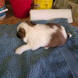 BOY 2 - Gold and white male Shih Tzu puppy in Hampstead, Maryland from Shawny's Shih Tzus