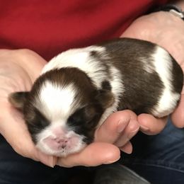 Shih Tzu Puppies from Willow Lane Shih Tzus