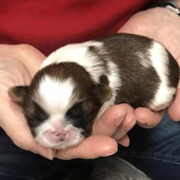 Shih Tzu Puppies from Willow Lane Shih Tzus