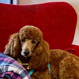 Ruby - Poodle