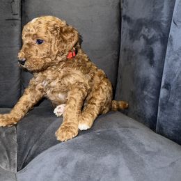 Goldendoodle and Poodle Puppies from Houstonwehavedoodles