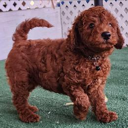Black Collar Boy - Red  male Goldendoodle puppy in Los Molinos Ca, California from Sunshine Sanctuary Doodles