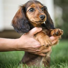 Dachshund Puppies from Olia Mirra
