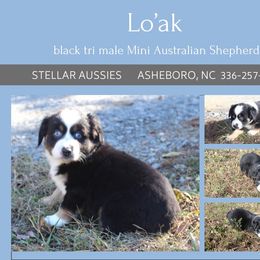 Lo'ak - Black tri male Miniature Australian Shepherd puppy in Asheboro, North Carolina from Stellar Aussies