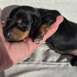 Peep AKC Female Black and tan mini smooth coat dachshund, carries piebald and dilute. - Black and tan female Dachshund puppy in Las Cruces, New Mexico from The Dachshund Den