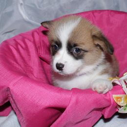 Girl2 (purple collar) - Red female Pembroke Welsh Corgi puppy in Mountain View, Hawaii from Celtic Corgis