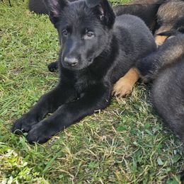 German Shepherd Puppies from Brighton Shepherds