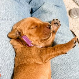 Purple collar - Golden female Golden Retriever puppy in Lehi, Utah from Open Star Goldens