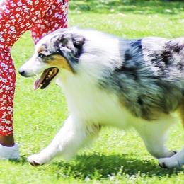 Christian - Australian Shepherd