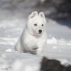 Pink girl - White female Berger Blanc Suisse puppy in Chestnut, Illinois from Fireside Fernweh