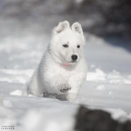Pink girl - White female Berger Blanc Suisse puppy in Chestnut, Illinois from Fireside Fernweh