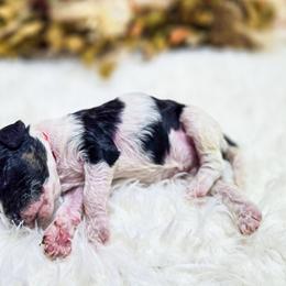 Maize - Parti female Poodle puppy in Gaylord, Michigan from Dog Mom Co. Poodles