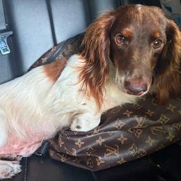 Buster - Dachshund