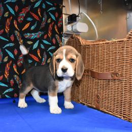 Red collar Female - Black tan and white female Beagle puppy in Fontana, California from JLB Beagles & MBT