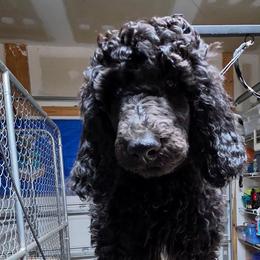 Oak - Black male Poodle puppy in Moncks Corner, South Carolina from Charleston Reds Standard Poodles and Whippets