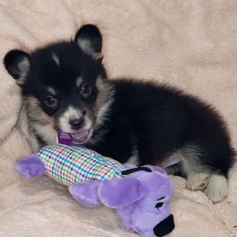 Twix - Black and tan male American Corgi puppy in Dunbar, Nebraska from Vintage Corgis