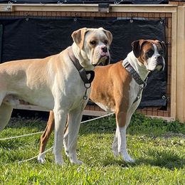 Boxer All Grown Up from Dudley’s Dream Boxers