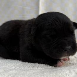 Shadow - Black brindle female Cane Corso puppy in Utah from 3Lake Kennelz