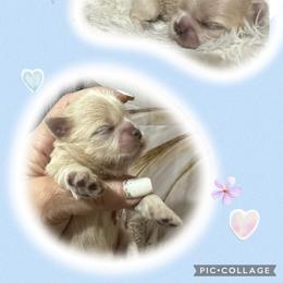 Boy 5 - Cream and white male Shih Tzu puppy in Bethpage, Tennessee from Tennessee's Treasured Shih Tzus