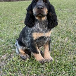 Black Tri girl ( darker ) - Tri-Roan female English Springer Spaniel puppy in Defuniak Springs, Florida from Anastasia Knight's Cocker Spaniels