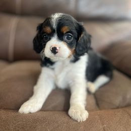 Jane - Tri-color female Cavalier King Charles Spaniel puppy in Joseph, Utah from Pemberly Cavaliers