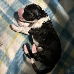 Black tri3 - Black tri-color female Australian Shepherd puppy in Muncie, Indiana from Gemfire Australian Shepherds