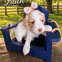 Faith (Hill) - Caramel cream female Australian Labradoodle puppy in Millville, California from Hope Lane Kennels