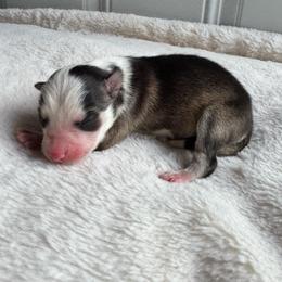 Helio - Black and white male Pomsky puppy in Boonville, Indiana from Elysian Pomskies