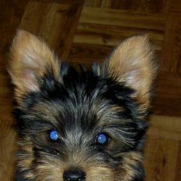 Yorkshire Terrier Puppies from Mustard Seed Meadows
