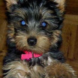 Yorkshire Terrier Puppies from Mustard Seed Meadows
