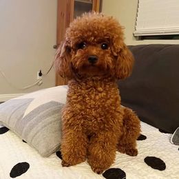 Minnie - Poodle