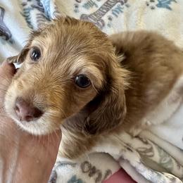 Boy 1 - Dapple male Dachshund puppy in Griffin, Georgia from Always Trippin' Doxie Life